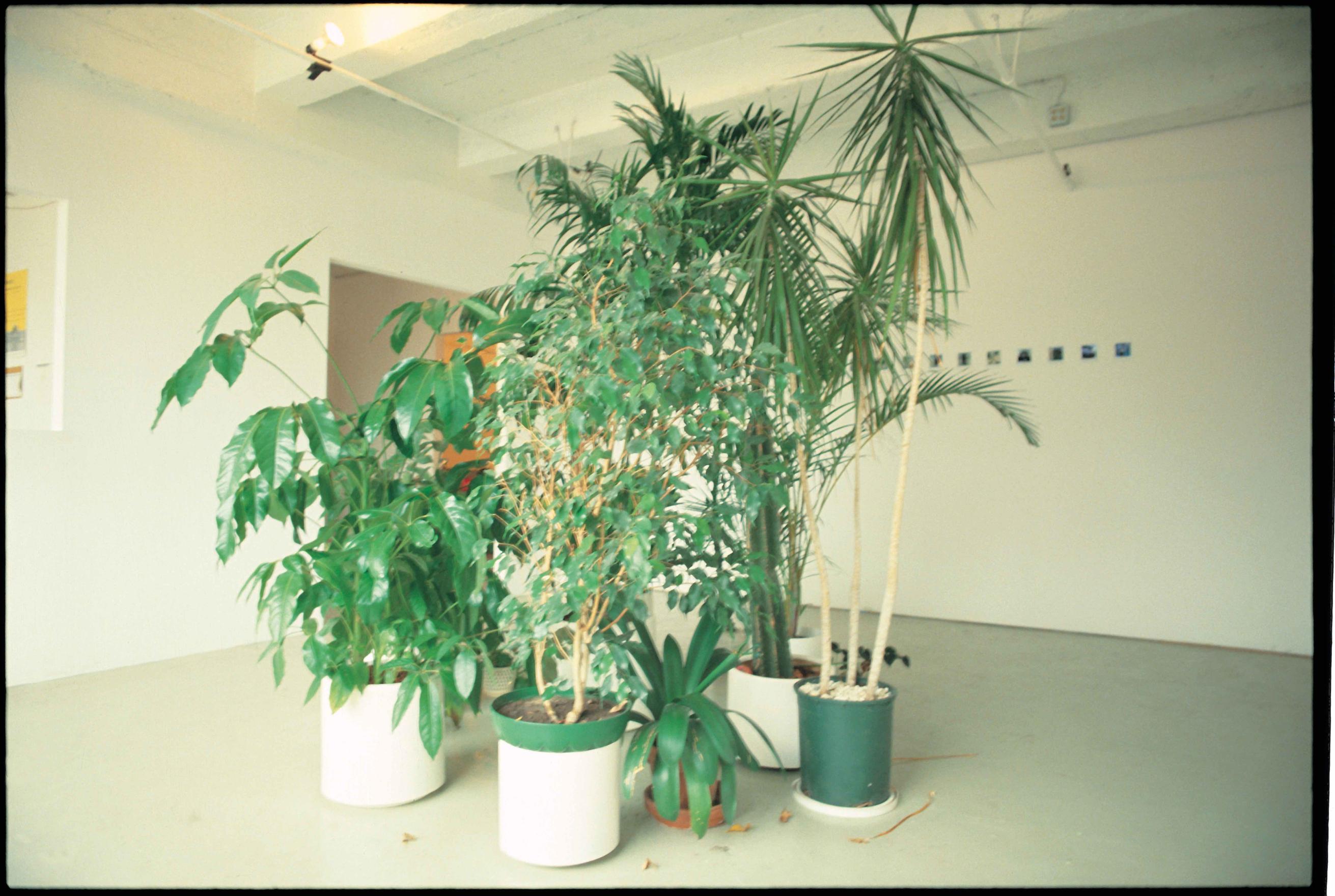 A gang of house plants stands in the center of a white walled gallery space. Tall dark green parlour palms and monstera plants stretch and lean towards the ceiling and walls, leaves and branches stick out at odd angles and a few dead leaves scatter the floor. On the back wall a row of polaroid photographs are lined up at the artist's eye level height.